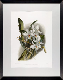 Leutzsch Gustav – Orchidea, Laelia anceps Schröderiana, barevná chromolitografie, 1888