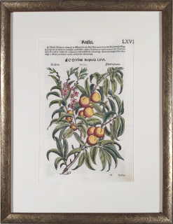 Mattioli Pietro Andrea – Broskvoň obecná, kolorovaný původní dřevořez, 1562